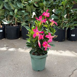 Dipladenia Bush – Sundenia® Pink – 6″ Pot