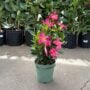 Dipladenia Bush – Sundenia® Pink – 6″ Pot