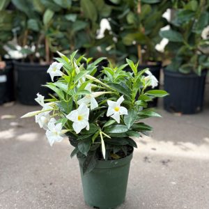 Dipladenia Bush – Sundenia® White – 6″ Pot