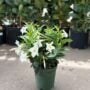 Dipladenia Bush – Sundenia® White – 6″ Pot