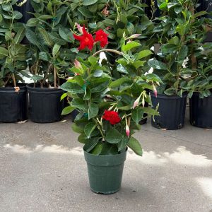 Mandevilla – Tropical Breeze Flaming Red – 6″ Pot (Hoop)