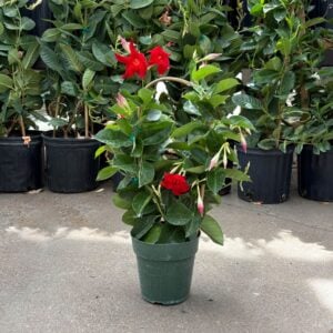 Mandevilla – Tropical Breeze Flaming Red – 6″ Pot (Hoop)