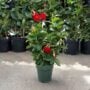 Mandevilla – Tropical Breeze Flaming Red – 6″ Pot (Hoop)