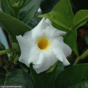 Mandevilla – Bride’s Cascade – 6″ Pot (Hoop)