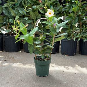 Mandevilla – Sun Parasol® Giant Peach Sunrise – 6″ Pot (Hoop)
