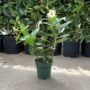 Mandevilla – Sun Parasol® Giant Peach Sunrise – 6″ Pot (Hoop)