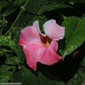 Mandevilla – Sun Parasol® Giant Dark Pink – 6″ Pot (Hoop)