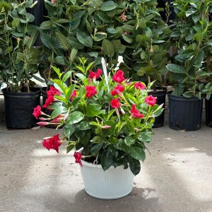 Mandevilla – Sun Parasol® Giant Crimson – 10″ Hanging Basket
