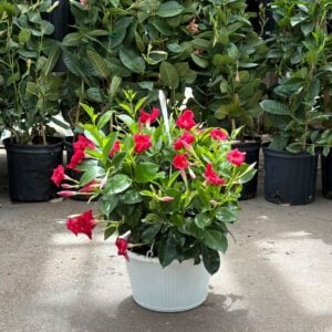 Mandevilla – Sun Parasol® Giant Crimson – 10″ Hanging Basket