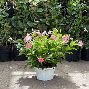 Mandevilla – Sun Parasol® Giant Dark Pink – 10″ Hanging Basket