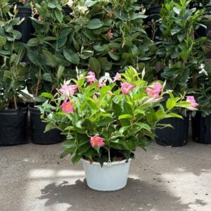 Mandevilla – Sun Parasol® Giant Dark Pink – 10″ Hanging Basket