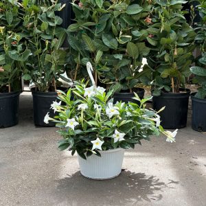 Mandevilla – Bride’s Cascade – 10″ Hanging Basket
