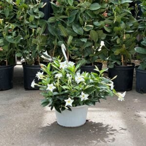 Mandevilla – Bride’s Cascade – 10″ Hanging Basket