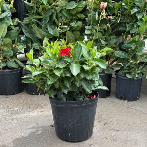 Dipladenia Bush – Sundenia® Crimson – 10″ Pot