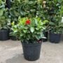 Dipladenia Bush – Sundenia® Crimson – 10″ Pot