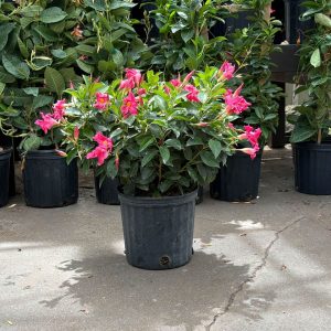 Dipladenia Bush – Sundenia® Pink – 10″ Pot