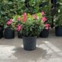 Dipladenia Bush – Sundenia® Pink – 10″ Pot