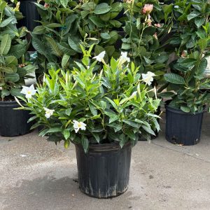 Dipladenia Bush – Sundenia® White – 10″ Pot