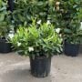 Dipladenia Bush – Sundenia® White – 10″ Pot