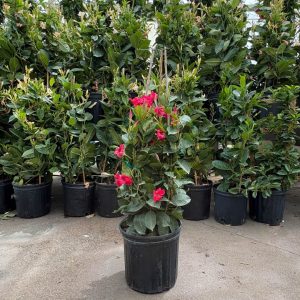 Mandevilla – Tropical Breeze Flaming Red – 10″ Pot (Teepee)