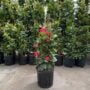 Mandevilla – Tropical Breeze Flaming Red – 10″ Pot (Teepee)