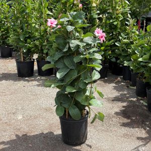 Mandevilla – Sun Parasol® Giant Dark Pink – 10″ Pot (Teepee)