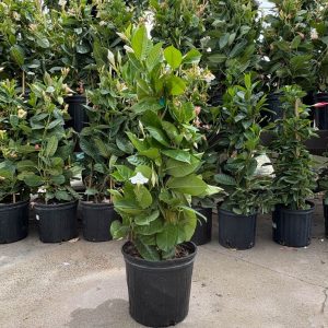 Mandevilla – Bride’s Cascade – 10″ Pot (Teepee)