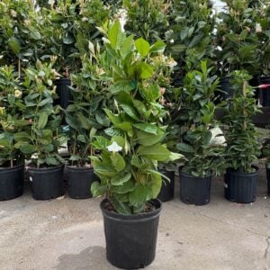 Mandevilla – Bride’s Cascade – 10″ Pot (Teepee)