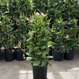 Mandevilla – Sun Parasol® Giant Peach Sunrise – 10″ Pot (Teepee)