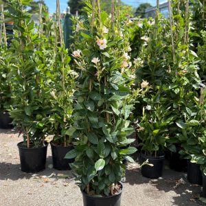 Mandevilla - Sun Parasol® Giant Peach Sunrise - 12" Pot (Teepee)