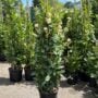 Mandevilla – Sun Parasol® Giant Peach Sunrise – 12″ Pot (Teepee)