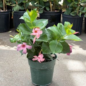 Dipladenia Bush – Sun Parasol® Bluephoria™ – 6″ Pot