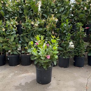 Dipladenia Bush – Sun Parasol® Bluephoria™ – 10″ Pot