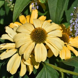 Echinacea Color Coded (Coneflower) – One In A Melon – #1 Container