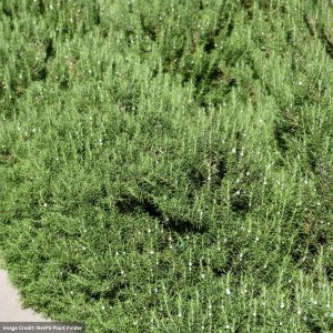 Rosemary – Tuscan Blue – #1 Container