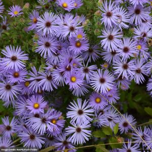Aster - October Skies - #1 Container