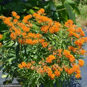 Butterfly Weed (Asclepias tuberosa) – #1 Container