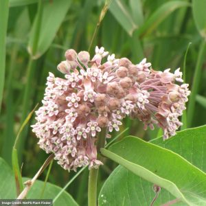 Common Milkweed (Asclepias Syriaca) – #1 Container