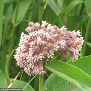 Common Milkweed (Asclepias Syriaca) – #1 Container