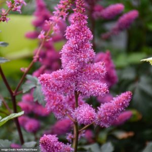 False Spirea (Astilbe) - Younique Lilacâ„¢ - #1 Container
