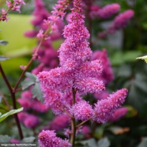 False Spirea (Astilbe) – Younique Lilacâ„¢ – #1 Container