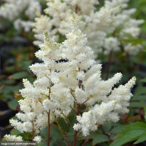 False Spirea (Astilbe) - Younique Whiteâ„¢ - #1 Container