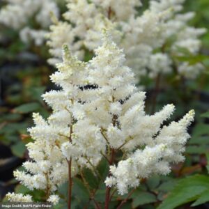 False Spirea (Astilbe) – Younique Whiteâ„¢ – #1 Container