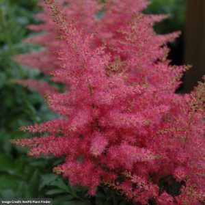False Spirea (Astilbe) - Younique Carmineâ„¢ - #1 Container