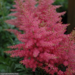 False Spirea (Astilbe) – Younique Carmineâ„¢ – #1 Container