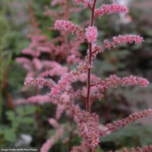 False Spirea (Astilbe) – Color Flash – #1 Container