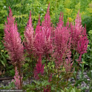 False Spirea (Astilbe Chinensis) – Mightyâ„¢ Chocolate Cherry – #1 Container