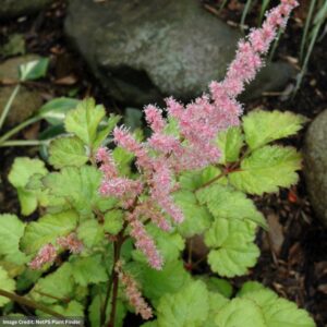 False Spirea (Astilbe Chinensis) – Amber Moon – #1 Container