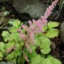 False Spirea (Astilbe Chinensis) – Amber Moon – #1 Container
