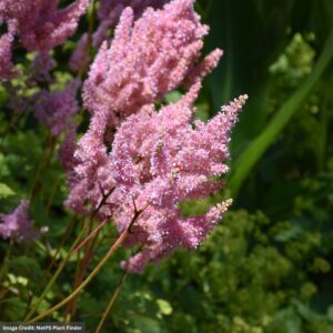 False Spirea (Astilbe arendsii) – Look At Me – #1 Container